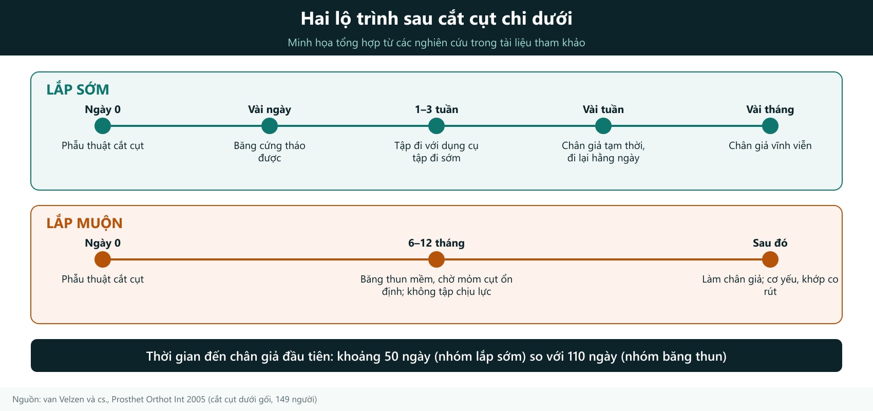 Cách đọc hình: hai đường thời gian cùng bắt đầu ở ngày phẫu thuật (ngày 0). Đường trên (xanh, LẮP SỚM): băng cứng tháo được → tập đi với dụng cụ tập đi sớm → chân giả tạm thời → chân giả vĩnh viễn. Đường dưới (cam, LẮP MUỘN): băng thun mềm, chờ mỏm cụt ổn định, chưa tập chịu lực → làm chân giả muộn, dễ yếu cơ và co rút khớp. Con số nổi bật: khoảng 50 ngày so với 110 ngày để có chân giả đầu tiên (van Velzen và cs., Prosthet Orthot Int 2005, 149 người cắt cụt dưới gối). Hình chỉ để hiểu nguyên tắc, không dùng để tự quyết định thời điểm lắp chân giả.