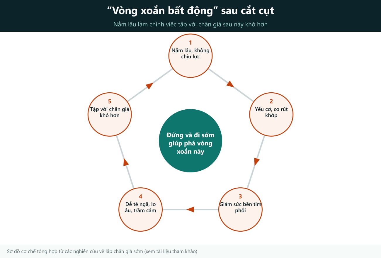 Cách đọc hình: đi theo chiều mũi tên từ ô 1 đến ô 5 rồi quay lại ô 1. Nằm lâu, không chịu lực → yếu cơ, co rút khớp → giảm sức bền tim phổi → dễ té ngã, lo âu, trầm cảm → tập với chân giả khó hơn → lại càng ít vận động. Vòng tròn giữa: đứng và đi sớm giúp phá vòng xoắn này. Đây là sơ đồ cơ chế tổng hợp từ các nghiên cứu về lắp chân giả sớm trong phần tài liệu tham khảo, không phải số đo của một nghiên cứu riêng lẻ.